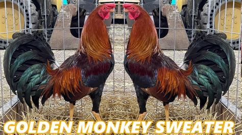 587 views, 15 likes, 0 loves, 3 comments, 0 shares, Facebook Watch Videos from Orange Gamefarm: Golden Monkeys <strong>Sweater</strong> Of <strong>Gene Batia</strong> from Dini Cuenca. . Gene batia sweater